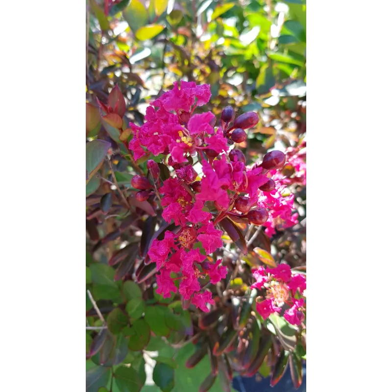 Lagerstroemia indica 'Petite Red' / Lilas des Indes nain Ã  fleurs rouge