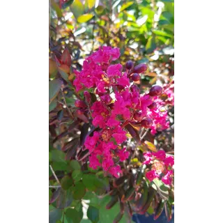 Lagerstroemia indica 'Petite Red' / Lilas des Indes nain Ã  fleurs rouge