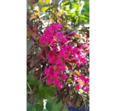 Lagerstroemia indica 'Petite Red' / Lilas des Indes nain Ã  fleurs rouge