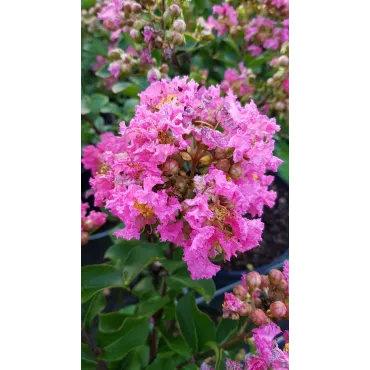 Lagerstroemia indica 'Bonbon rose' / Lilas des Indes 'Bonbon rose'