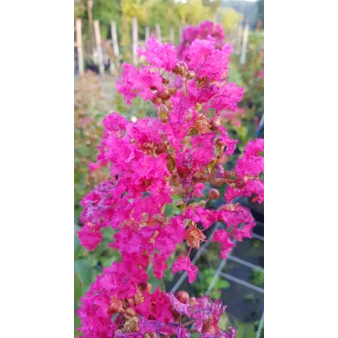 Lagerstroemia indica 'Dragibus rose' / Lilas des Indes 'Dragibus rose'