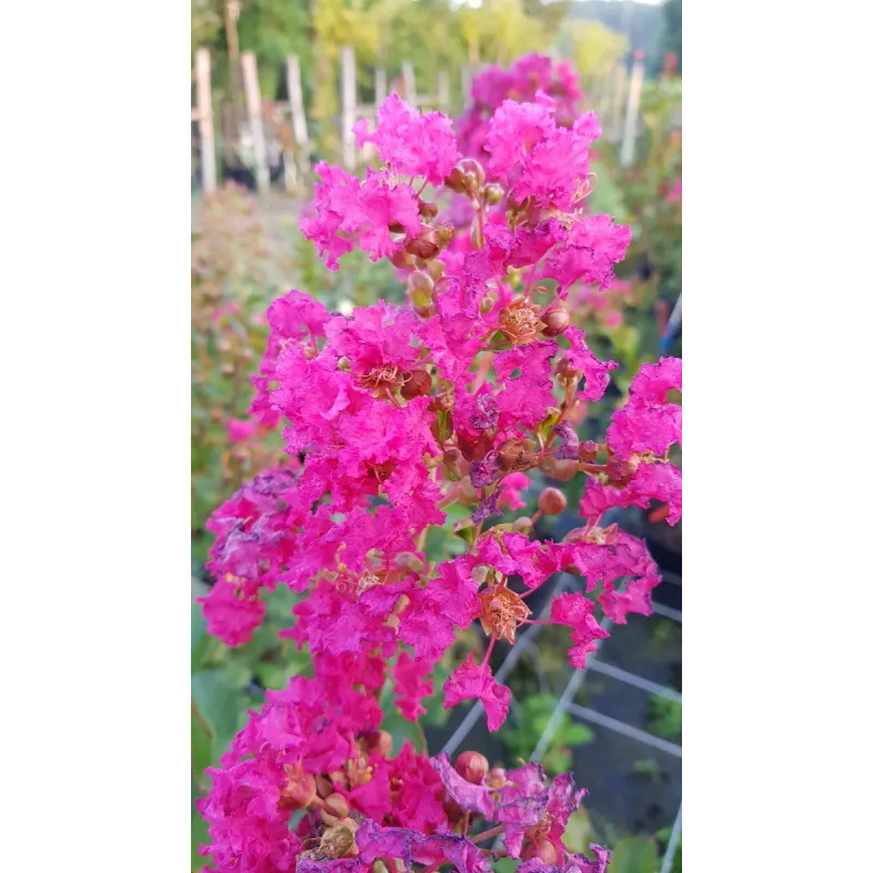 Lagerstroemia indica 'Dragibus rose' / Lilas des Indes 'Dragibus rose'