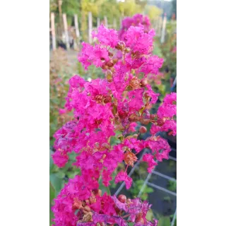 Lagerstroemia indica 'Dragibus rose' / Lilas des Indes 'Dragibus rose'