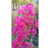 Lagerstroemia indica 'Dragibus rose' / Lilas des Indes 'Dragibus rose'