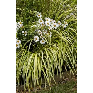 Carex oshimensis Evergold - hauteur totale 30-40 cm - pot 2 ltr