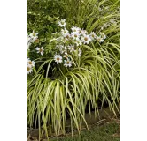 Carex oshimensis Evergold - hauteur totale 30-40 cm - pot 2 ltr