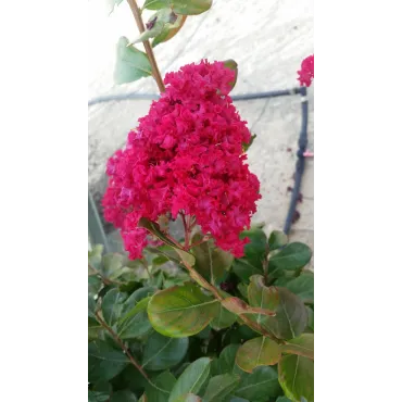 Lagerstroemia indica 'Dragibus rouge' / Lilas des Indes 'Dragibus rouge'