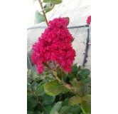 Lagerstroemia indica 'Dragibus rouge' / Lilas des Indes 'Dragibus rouge'