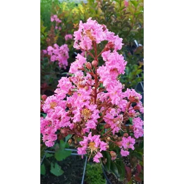 Lagerstroemia indica x fauriei 'Sioux' / Lilas des Indes 'Sioux'