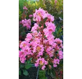 Lagerstroemia indica x fauriei 'Sioux' / Lilas des Indes 'Sioux'