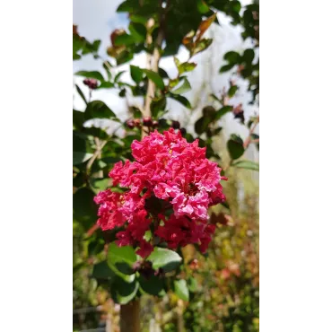 Lagerstroemia indica 'Red Imperator' / Lilas des Indes 'Red Imperator'