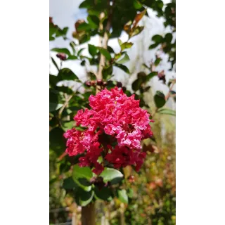 Lagerstroemia indica 'Red Imperator' / Lilas des Indes 'Red Imperator'