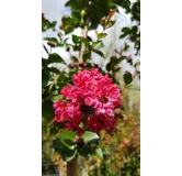 Lagerstroemia indica 'Red Imperator' / Lilas des Indes 'Red Imperator'