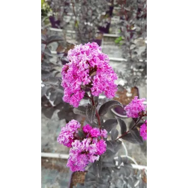 Lagerstroemia indica BLACK SOLITAIREÂ® 'Purely Purple' / Lilas des Indes violet Ã  feuilles pourpres