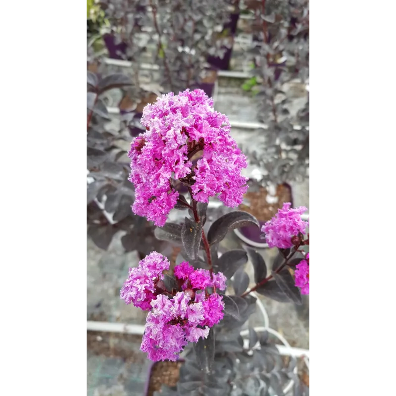 Lagerstroemia indica BLACK SOLITAIREÂ® 'Purely Purple' / Lilas des Indes violet Ã  feuilles pourpres