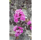 Lagerstroemia indica BLACK SOLITAIREÂ® 'Purely Purple' / Lilas des Indes violet Ã  feuilles pourpres