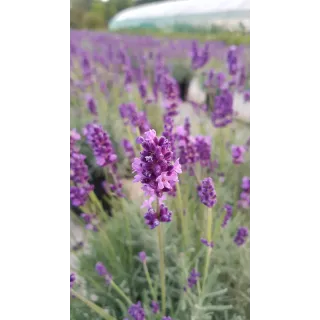 Lavandula angustifolia 'Anna'Â® / Lavande Vraie 'Anna'Â®