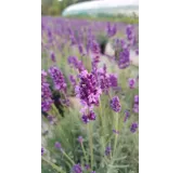 Lavandula angustifolia 'Anna'Â® / Lavande Vraie 'Anna'Â®