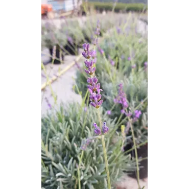 Lavandula x intermedia 'Grosso' / Lavandin 'Grosso'