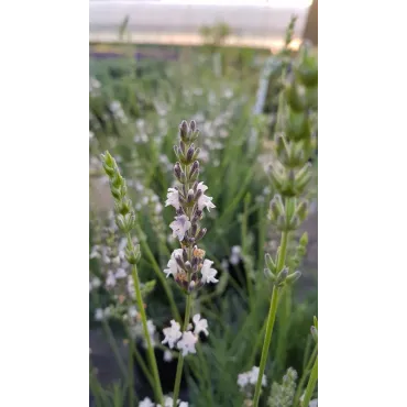 Lavandula x intermedia 'Edelweiss' / Lavandin Ã  fleurs blanches