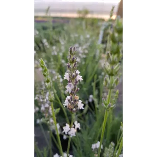 Lavandula x intermedia 'Edelweiss' / Lavandin Ã  fleurs blanches