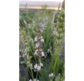 Lavandula x intermedia 'Edelweiss' / Lavandin Ã  fleurs blanches