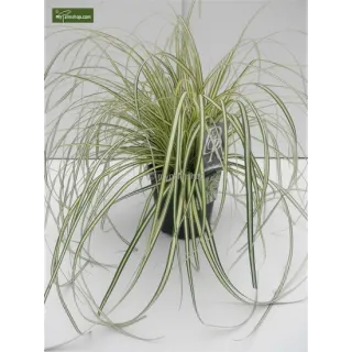 Carex oshimensis Evergold - hauteur totale 30-40 cm - pot 2 ltr