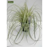 Carex oshimensis Evergold - hauteur totale 30-40 cm - pot 2 ltr