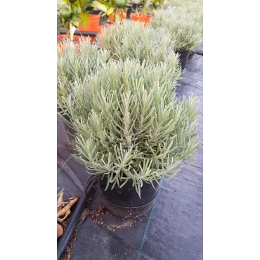 Lavandula angustifolia 'Munstead' / Lavande Vraie 'Munstead'