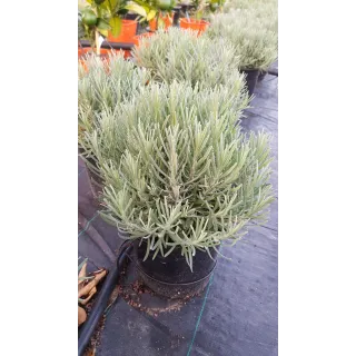 Lavandula angustifolia 'Munstead' / Lavande Vraie 'Munstead'