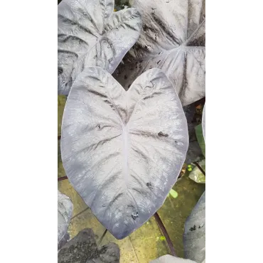 Colocasia 'Black Sapphire Gecko' / Oreille d'Ã©lÃ©phant gÃ©ante noir