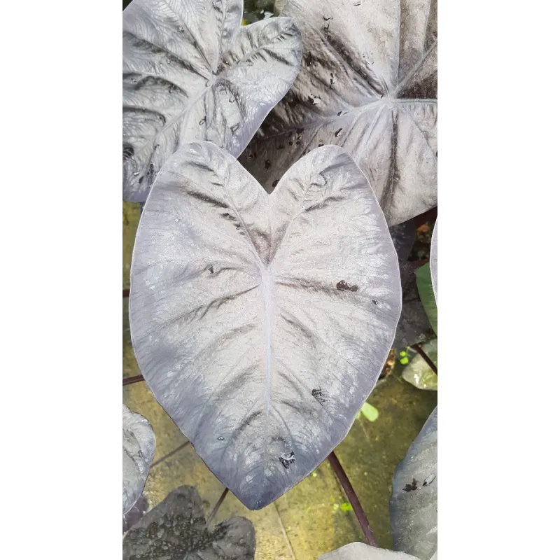 Colocasia 'Black Sapphire Gecko' / Oreille d'Ã©lÃ©phant gÃ©ante noir