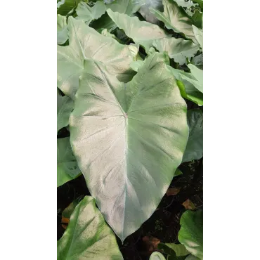 Colocasia fontanesii 'Black Stem' / Oreille d'Ã©lÃ©phant gÃ©ante noir