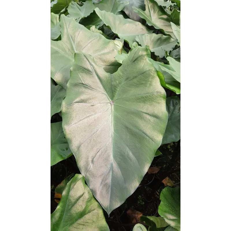 Colocasia fontanesii 'Black Stem' / Oreille d'Ã©lÃ©phant gÃ©ante noir