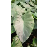 Colocasia fontanesii 'Black Stem' / Oreille d'Ã©lÃ©phant gÃ©ante noir