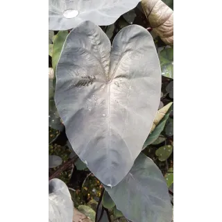 Colocasia esculenta 'Painted Black Gecko'Â® / Oreille d'Ã©lÃ©phant gÃ©ante noir au coeur violet