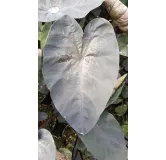 Colocasia esculenta 'Painted Black Gecko'Â® / Oreille d'Ã©lÃ©phant gÃ©ante noir au coeur violet