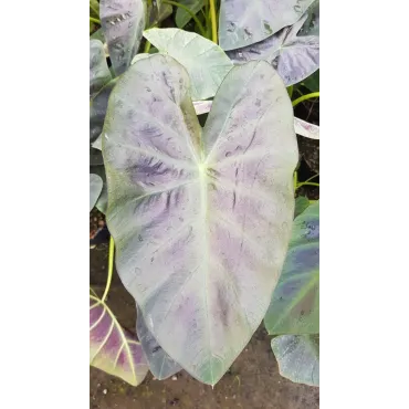 Colocasia esculenta ROYAL HAWAIIANÂ® 'Aloha' / Oreille d'Ã©lÃ©phant gÃ©ante couleur violet Ã  nervure centrale vert clair