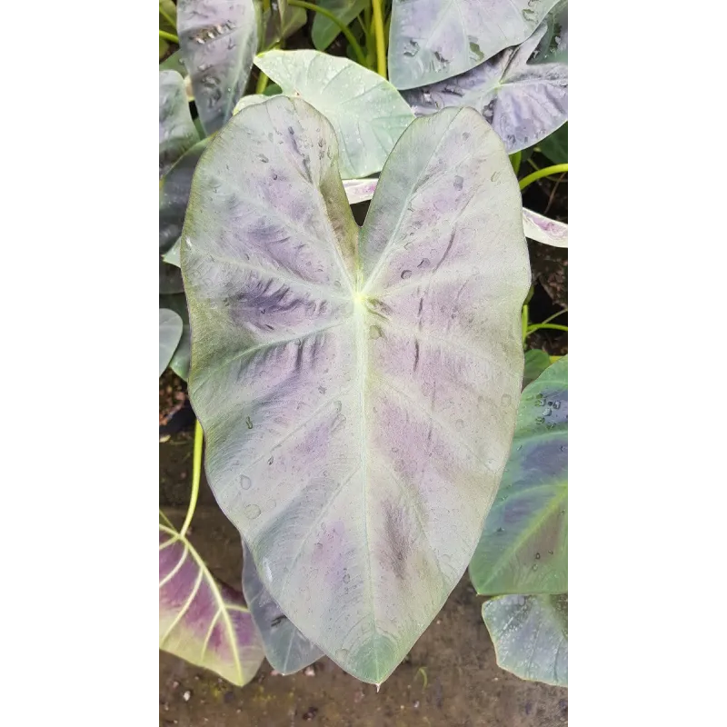 Colocasia esculenta ROYAL HAWAIIANÂ® 'Aloha' / Oreille d'Ã©lÃ©phant gÃ©ante couleur violet Ã  nervure centrale vert clair