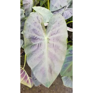 Colocasia esculenta ROYAL HAWAIIANÂ® 'Aloha' / Oreille d'Ã©lÃ©phant gÃ©ante couleur violet Ã  nervure centrale vert clair