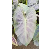 Colocasia esculenta ROYAL HAWAIIANÂ® 'Aloha' / Oreille d'Ã©lÃ©phant gÃ©ante couleur violet Ã  nervure centrale vert clair