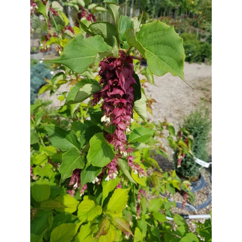 Leycesteria formosa 'Purple Rain' / Arbre aux Faisans 'Purple Rain'