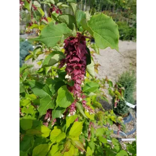 Leycesteria formosa 'Purple Rain' / Arbre aux Faisans 'Purple Rain'