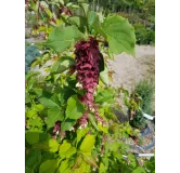 Leycesteria formosa 'Purple Rain' / Arbre aux Faisans 'Purple Rain'