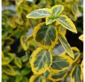 Euonymus fortunei Emerald 'n Gold - pot 0,5 ltr