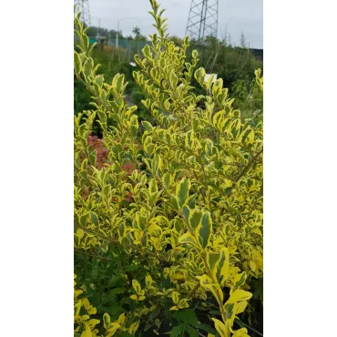 Ligustrum ibota MUSLIÂ® 'Muster' / TroÃ¨ne Ã  petites feuilles panachÃ©es