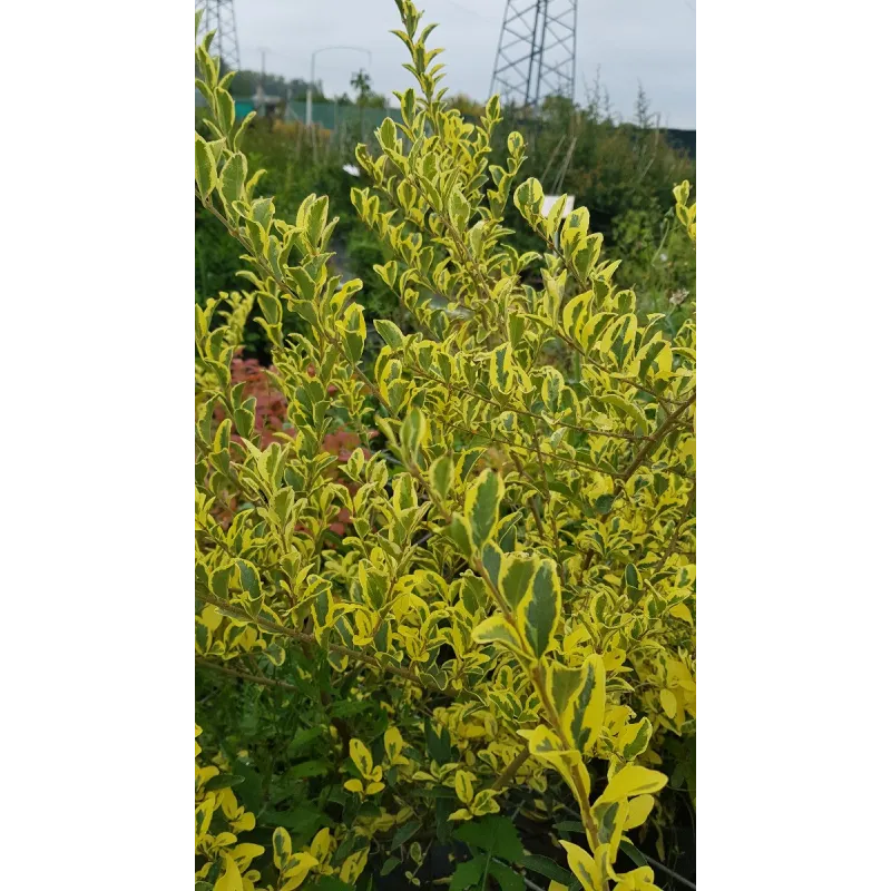 Ligustrum ibota MUSLIÂ® 'Muster' / TroÃ¨ne Ã  petites feuilles panachÃ©es