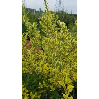 Ligustrum ibota MUSLIÂ® 'Muster' / TroÃ¨ne Ã  petites feuilles panachÃ©es