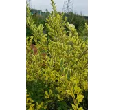 Ligustrum ibota MUSLIÂ® 'Muster' / TroÃ¨ne Ã  petites feuilles panachÃ©es