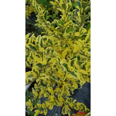 Ligustrum ibota MUSLIÂ® 'Muster' / TroÃ¨ne Ã  petites feuilles panachÃ©es